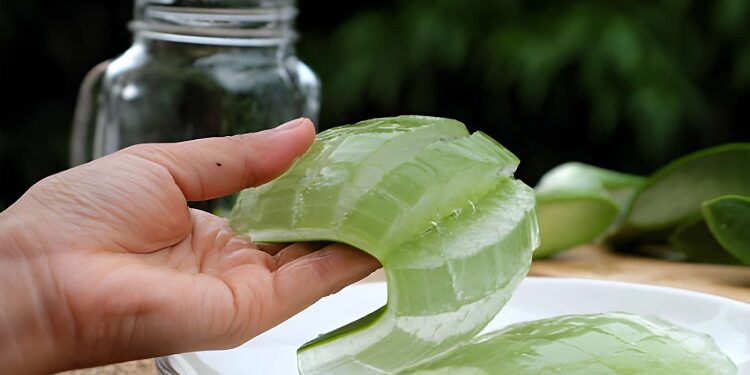 aloe vera